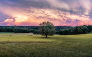 Картинка поле, облака, дерево