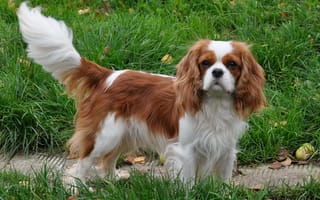 Картинка king, unique, charles, cavalier, spaniel, short-haircut