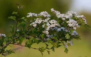 Картинка ветка, весна, цветки