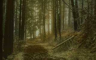 Картинка forest, trees, nature, path
