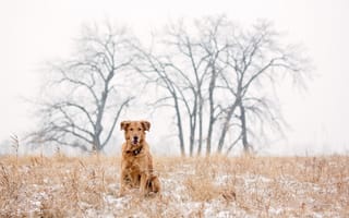Картинка golden retriever, dog, snow, winter