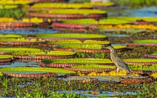 Картинка Виктория, Бразилия, Water Lily, Brazil, Victoria, Пантанал, Pantanal, Водяная лилия