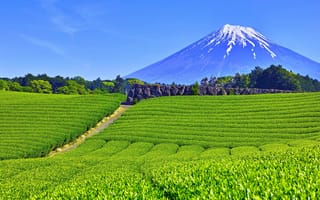 Картинка гора, префектура Сидзуока, Fuji City, город Фудзи, Чайные поля в Обучисабе, Tea fields in Obuchisaba, Shizuoka Prefecture