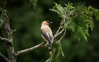 Картинка птица, ветка, кедровый свиристель
