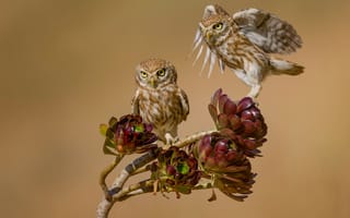 Картинка птицы, хищники, маленькие совы, David Manusevich, Little owls, ветка, боке