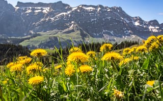 Картинка горы, весна, одуванчики