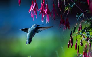 Картинка wings, frozen, hummingbird, spread