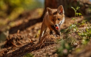 Картинка red, fox, vulpes