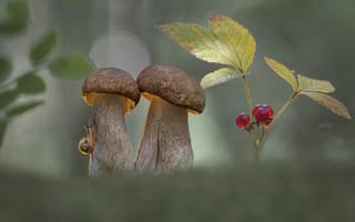 Картинка ягоды, улитка, Александр Гвоздь, боке, гибы