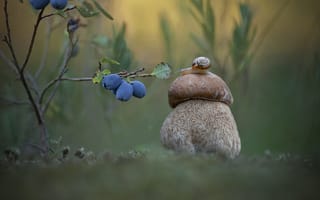 Картинка ягоды, гриб, улитка, боке, жимолость