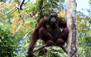 Картинка young, wildlife, young couple, wilderness, wild, species, orangutan borneo