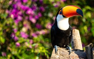 Картинка Wildlife, Дикая природа, Амазонский тукан, Tropical Rainforest, Тропические леса, Amazon Toucan