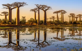 Картинка Закат, водоем, Мадагаскар, отражение в воде, Аллея баобабов, Sunset, Madagascar, Avenue Baobabs