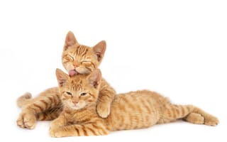 Картинка wall, cat, ginger, hugging, one, licking