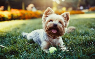 Картинка summer, york, small, terrier, yorkie, yorkshire