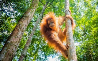 Картинка orangutan, great apes, evolutionary theory, bornean orang-utan
