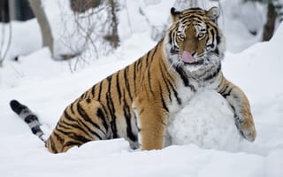 Картинка забава, игра, снежный ком, Тигрица