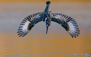 Картинка вода, птица, Пестрый зимородок, размах крыльев, Pied kingfish, David Manusevich