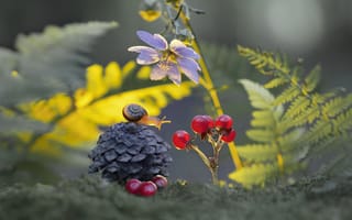 Картинка цветы, ягоды, за костяникой, прелесть, Александр Гвоздь, улитка, боке