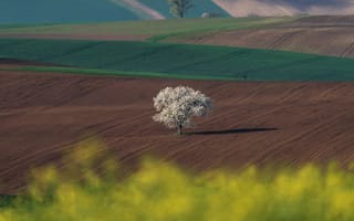 Картинка поля, красота, цветушее дерево, одинокое дерево, Моравия, Шимаковский Юрий, простор, горизонт