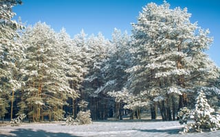 Картинка сосны, зимний день, снега, Шимаковский Юрий
