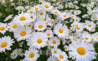 Картинка ромашки, много, Светлана Кондрашова, любит - не любит