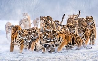 Картинка зима, снег, Николай Мозгунов, забава, тигры, птица, дикие кошки