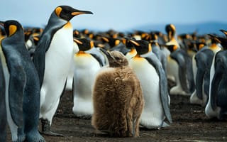 Картинка Милый, малыш, птенец, Антарктида, Antarctica, Cute, Falkland Islands, Фолклендские острова
