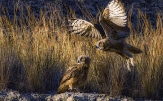 Картинка трава, полет, Eurasian eagle-owls, взмах крыльев, Филин, David Manusevich, две птицы
