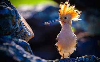 Картинка птичка, милашка, добыча, Угощение ддля любимой, сидя на камне, удот, Владимир Ежов