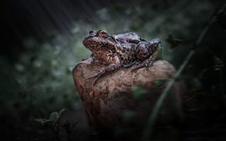 Картинка жаба, сидя на камне, Повелительница луж, Лапшина Владлена