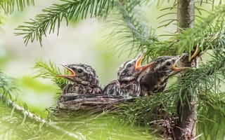 Картинка птицы, птенцы, Соколова Елена, ветви ели, клювы, В ожидании корма