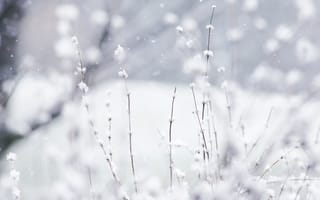 Картинка nature, winter, snow