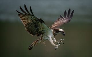 Картинка bird, predator, osprey