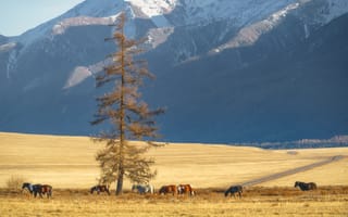 Картинка лошади, одинокое дерево, пожелтевшая трава, Алтайская осень, гры, Шварцман Евгений, снега
