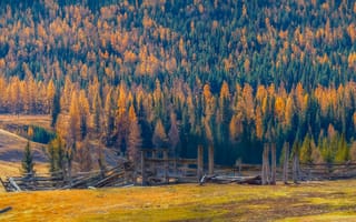 Картинка деревья, желтая трава, Алтайская осень, старая древесина, Шварцман Евгений, ограда