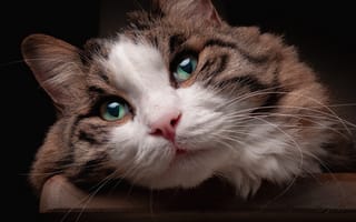 Картинка кошка, кот, мордочка, зелёные глаза, взгляд