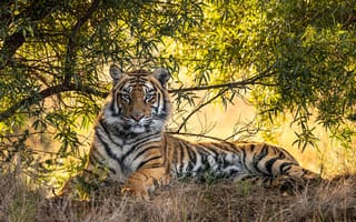 Картинка nature, tiger, look, rest, tree