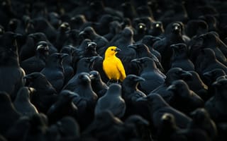 Картинка yellow, ravens, canary, among