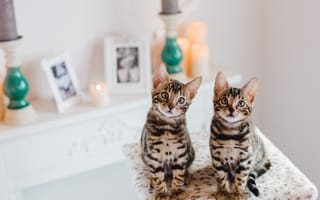 Картинка grey, kitten, cute, fur, kitty, cat, little, looking