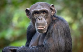 Картинка black, common, face, tanzania, chimp, chimpanzee, africa