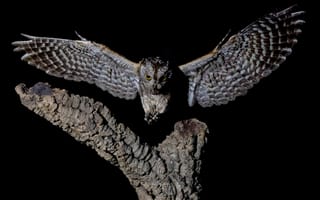 Картинка дерево, сова, полёт, David Manusevich, Черный, Птица, Eurasian scops owl, размах крыльев