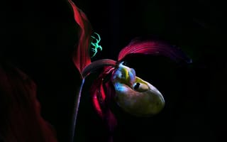 Картинка Цветы, Красота, Дарина Соболь, Флора, Венерин Башмачок, Ночные орхидеи