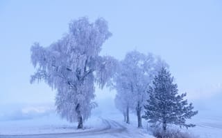 Картинка дорога, деревья, На повороте зимы, Svetlana Povarova Ree, красота, снега