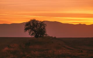 Картинка горы, поля, одинокое дерево, Николов Андриян, вечер, закат солнца, простор