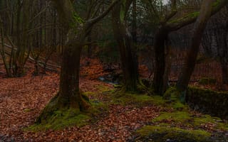 Картинка лес, опавшая листва, старые деревья, Николов Андриян