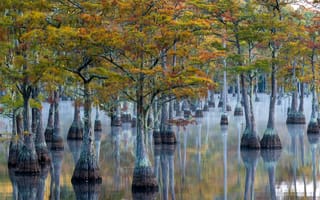 Картинка misty, georgia, george l. smith state park, pond cypress, color, morning, habitat, wetland