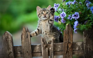 Картинка цветы, забор, лапка, Юрий Коротун, котёнок