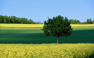 Картинка поле, цветы, Краски мая, Svetlana Povarova Ree, голубое небо, дерево