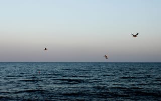 Картинка море, закат, beach, чайки, sunset, sky, sea, ocean